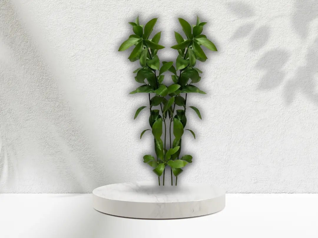 Green Riscus